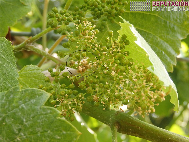 Polilla del Racimo - Grapevine moth - Couza do acio >> Glomerulo en viña Rosal abrindo flores.jpg